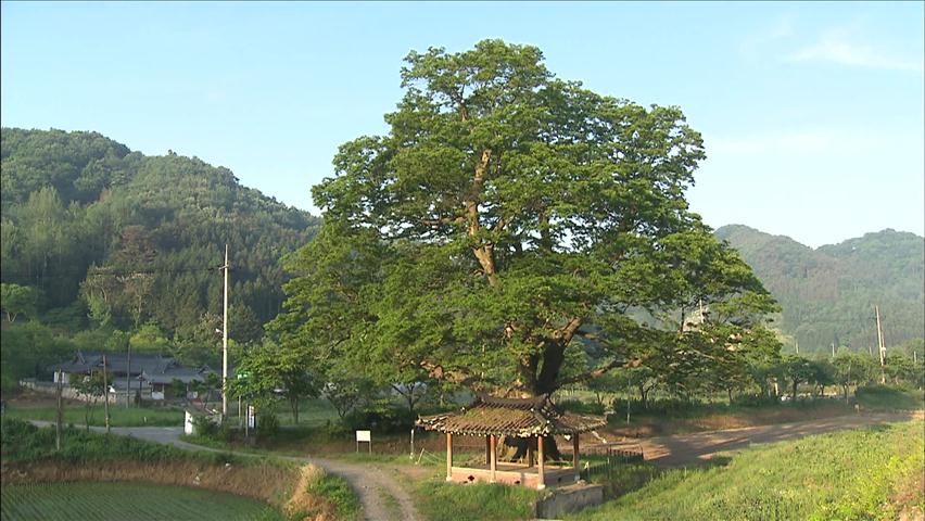 [뉴스광장 영상] 장성 단전리 느티나무