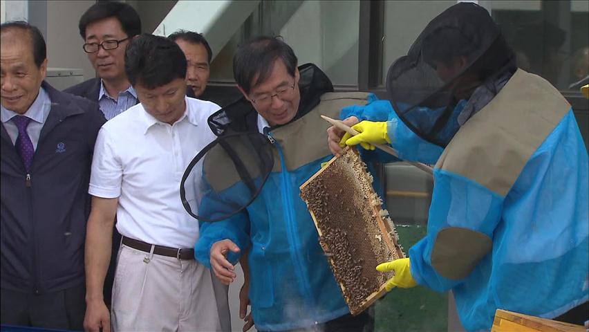 서울시청 옥상 양봉장서 꿀 수확