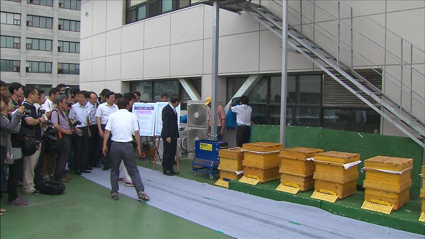 서울시청 옥상 양봉장서 꿀 40ℓ 수확