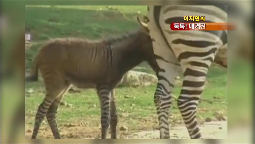 [톡톡! 매거진] 흰말과 얼룩말이 만나면? 外