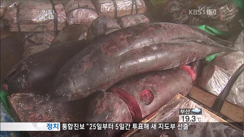 ‘상괭이’ 수천 마리 불법 유통…밍크 고래 둔갑?