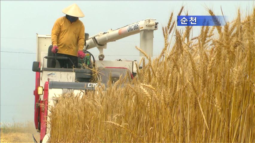 간척지에 밀·콩 이모작…농가 소득 증대
