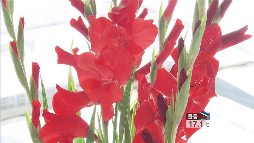 여름 정열의 꽃 ‘글라디올러스’ 조기 재배 성공