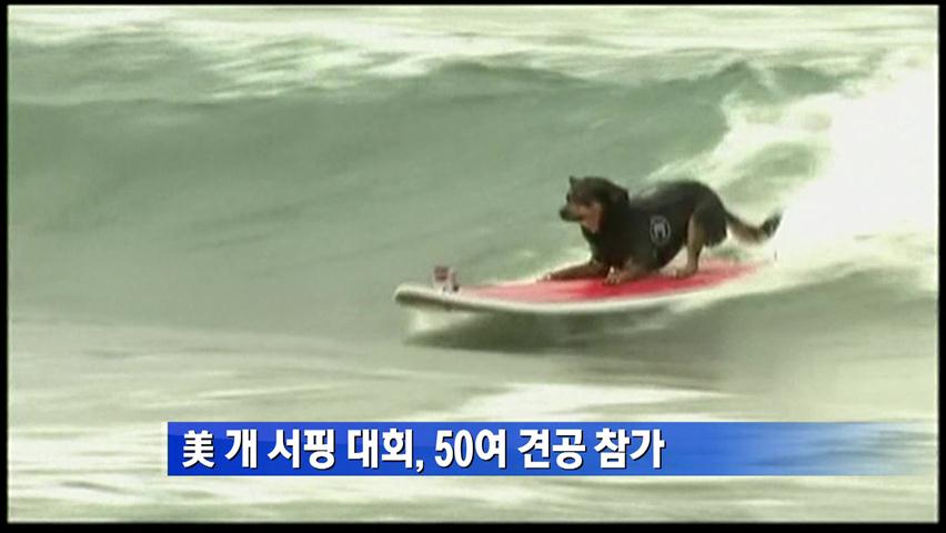 美 개 서핑 대회, 50여 견공 참가