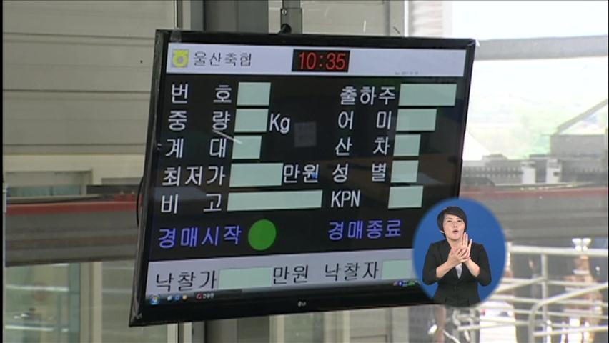 가축 경매 역사 속으로…이젠 첨단 경매시대