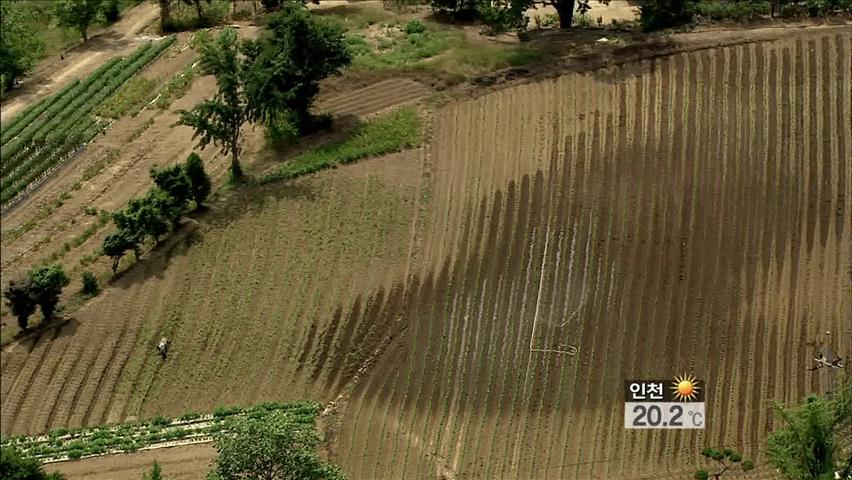 가뭄 장기화 ‘타들어가는 들녘’…애타는 농심