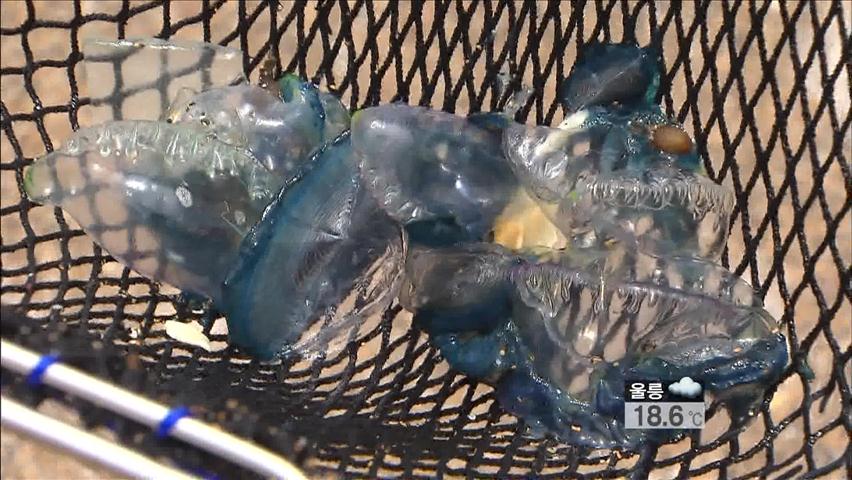 독성 해파리떼 출현…해수욕장 안전 비상