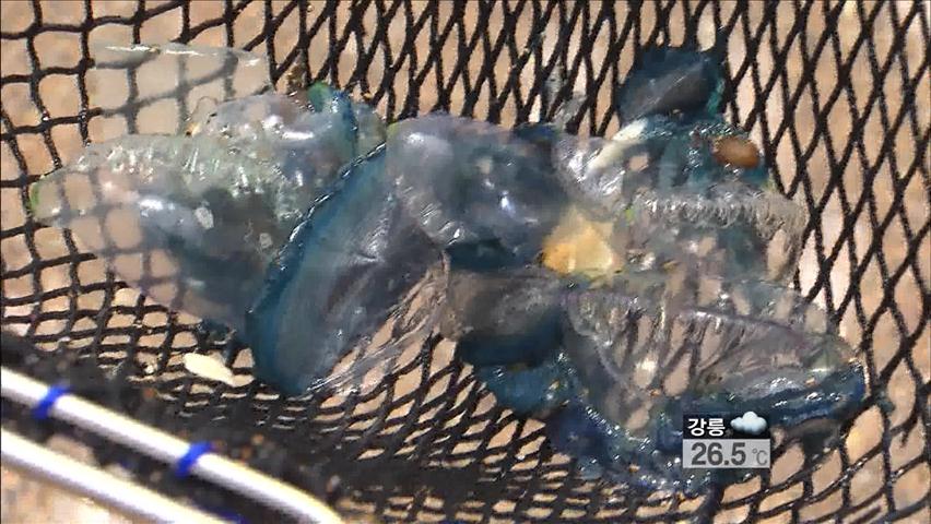 독성 해파리떼 출현…해수욕장 안전에 비상