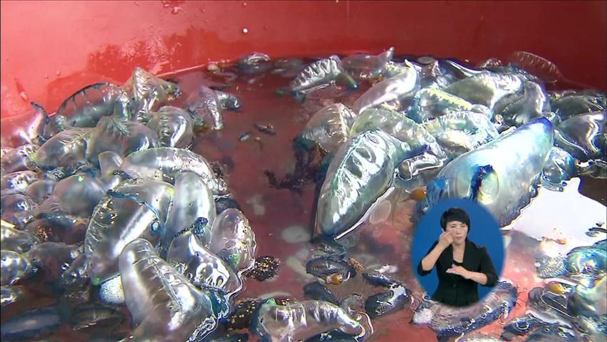 독성 해파리떼 출현…해수욕장 안전 비상
