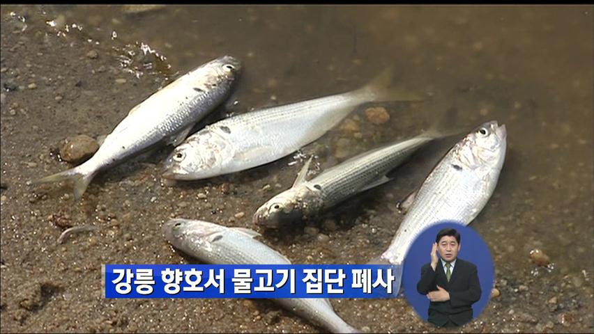 강릉 향호서 물고기 집단 폐사