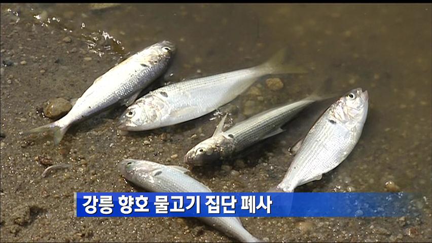 강릉 향호서 물고기 집단 폐사