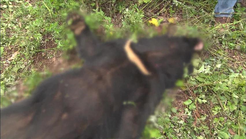 곰사육장 탈출 반달가슴곰 ‘학대 의혹’ 제기
