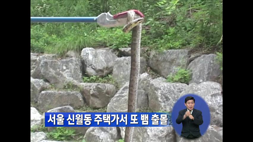 서울 신월동 주택가서 또 뱀 출몰