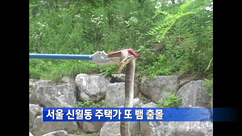 서울 신월동 주택가 또 뱀 출몰
