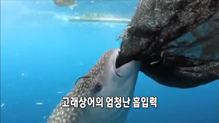 [세상의 창] 고래 상어의 엄청난 흡입력 外