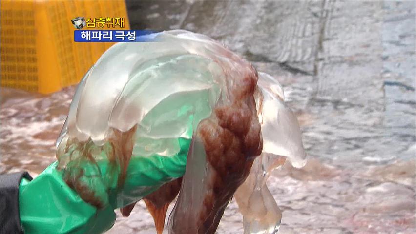 [심층취재] 해파리 떼 득실…서해 어장 초토화