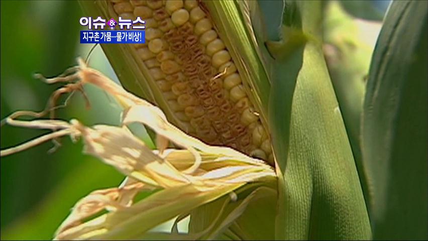 [이슈&뉴스] 美 최악의 가뭄…‘곡물대란’ 오나?