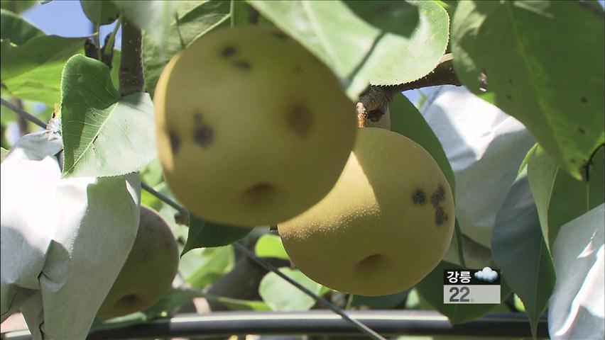 배 ‘흑성병’ 피해 확산…농가 ‘시름’