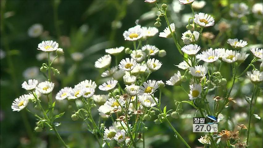 외래식물에 점령당한 ‘백두대간’…생태계 위협