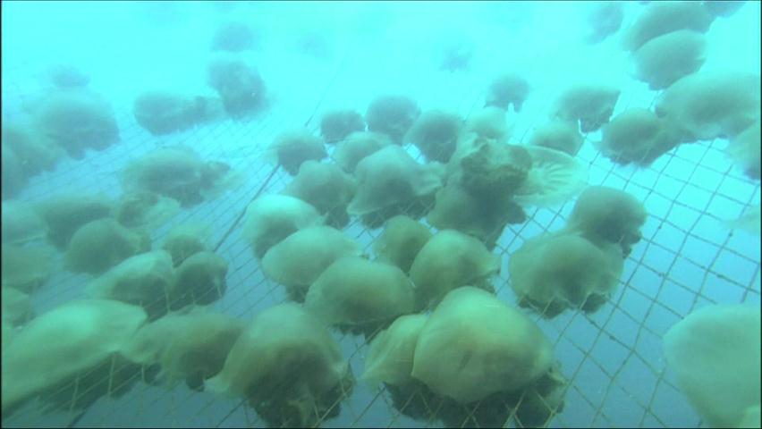 해파리 비상…안전 대책 없다