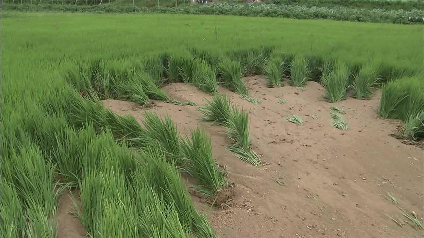 집중호우로 수확 앞둔 농작물 피해 잇따라