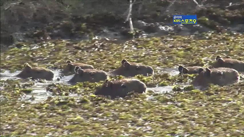 ‘재규어의 땅’ 세계 최대 판타날 습지 위기