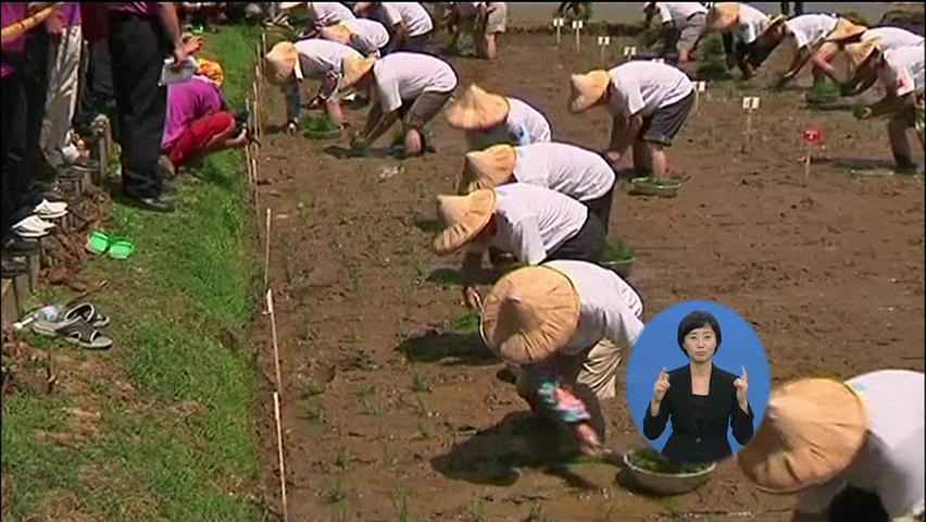 [지구촌 문화] 타이완, 모내기 세계 기록 수립