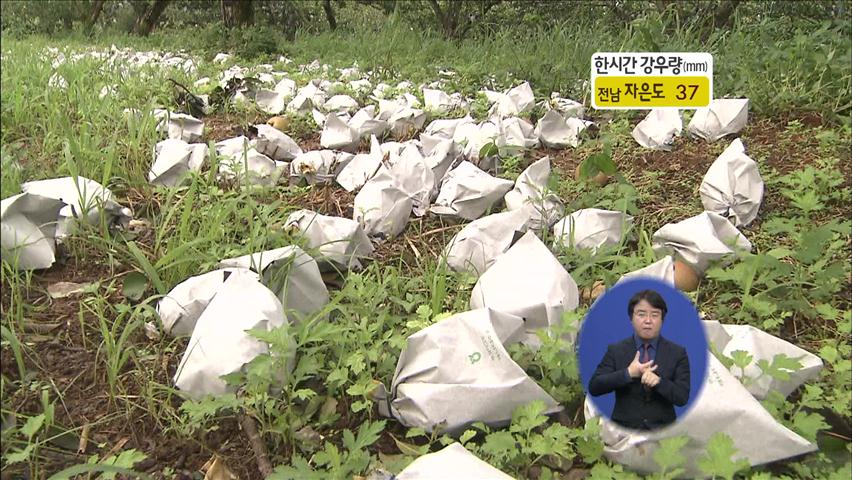 배·사과 주산지 농가 ‘망연자실’