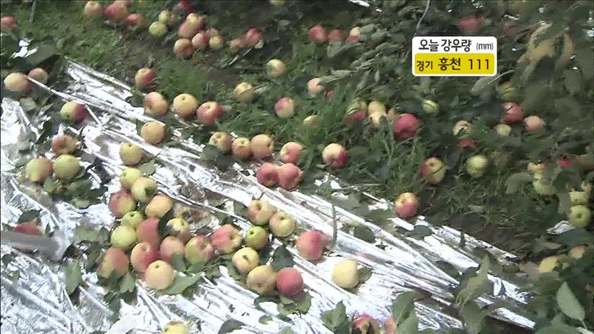 농작물 초토화 상품 가치 ‘뚝’…추석물가 비상