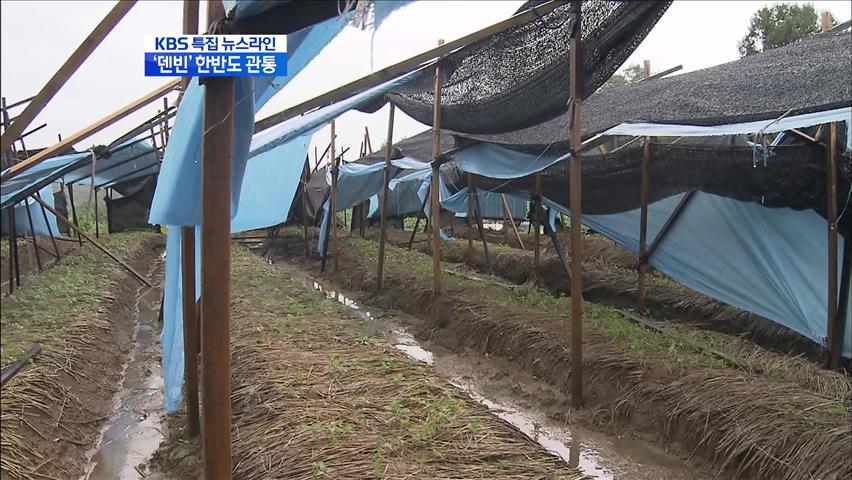 연이은 태풍에 인삼밭도 모두 썩을 위기