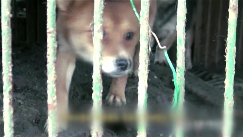 동물 긴급구조, ‘절도죄 처벌’ 논란
