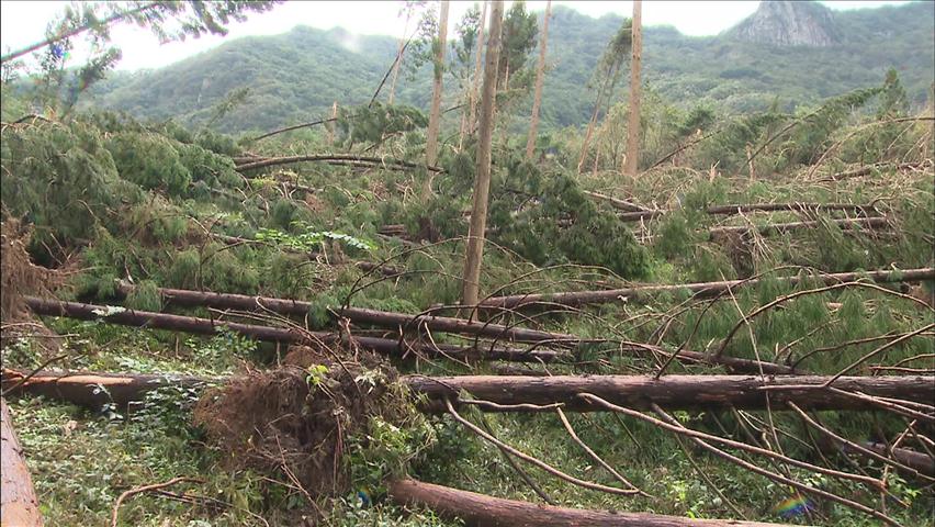 태풍으로 내장산 편백나무 2천여 그루 피해