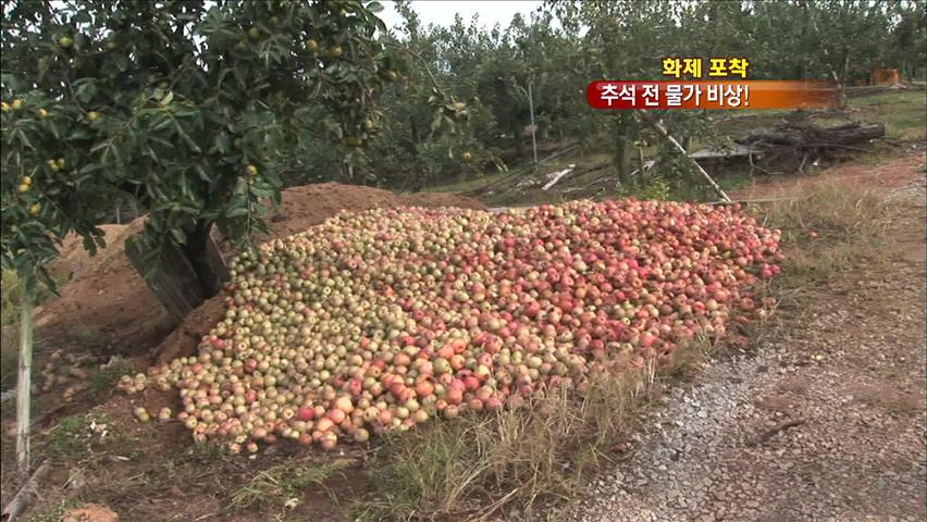 [화제포착] 산지는 울고, 소비자는 한숨 쉬고