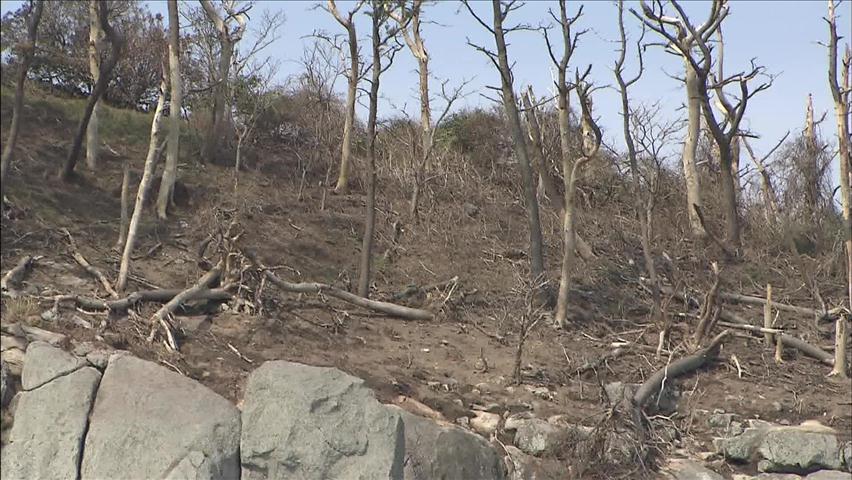 태풍에 제주 천연보호구역 나무들 ‘염분 피해’