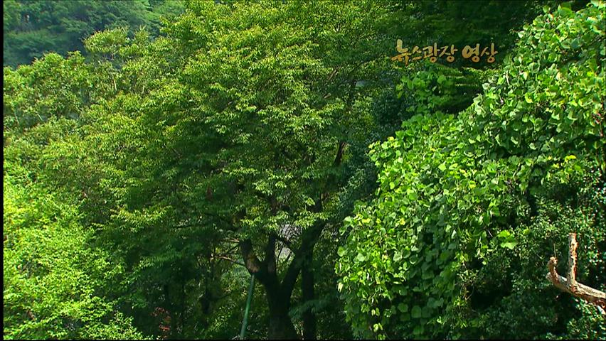 [뉴스광장 영상] 구례 화엄사 을벚나무