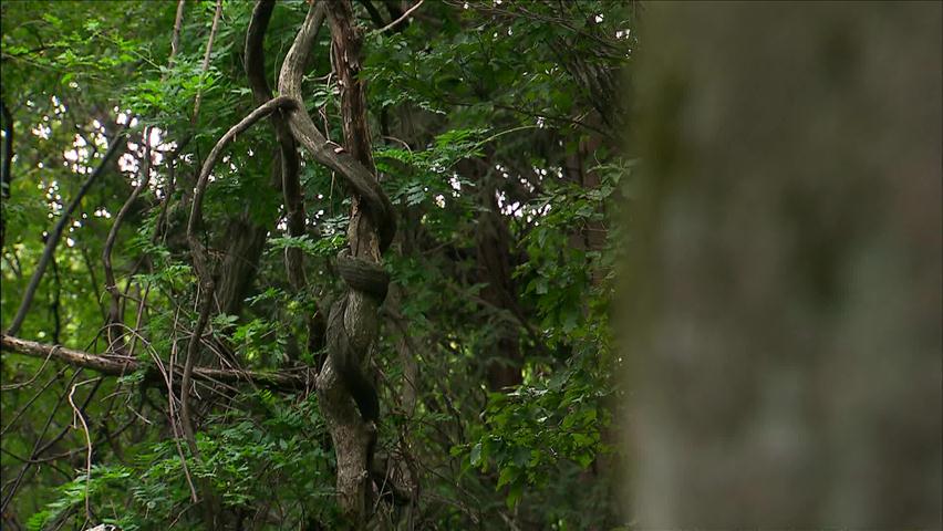 [뉴스광장 영상] 부산 범어사 등나무군락