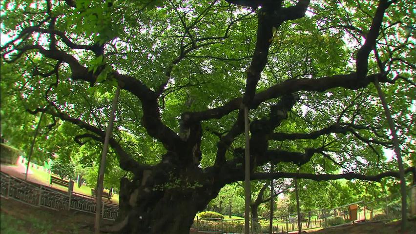 [뉴스광장 영상] 부산 좌수영성지 푸조나무