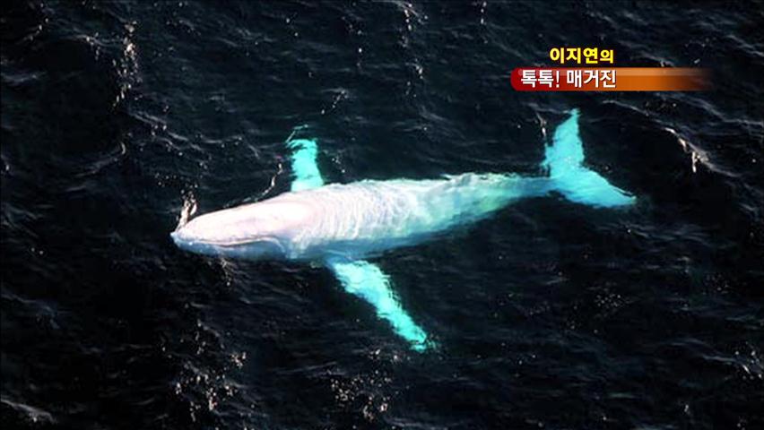 [톡톡! 매거진] 세상에 단 한 마리…흰색 혹등고래 外