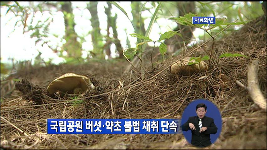 국립공원 버섯·약초 불법 채취 단속