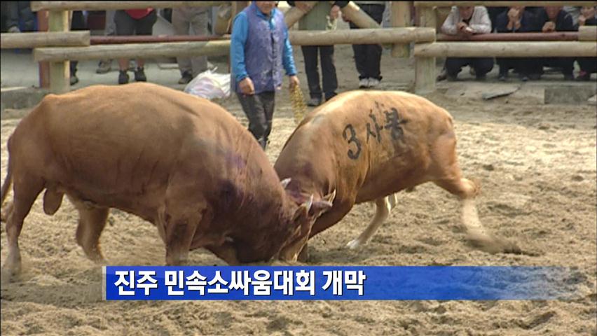 진주 민속 소싸움대회 개막