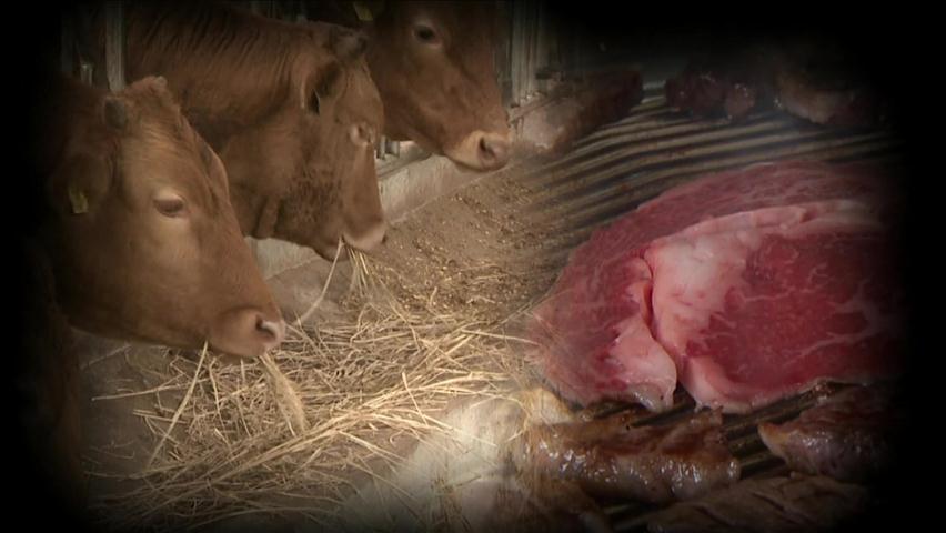 소 값 폭락…한우농가 위기, 소비자는 봉