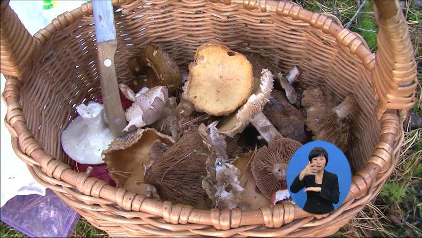 [지구촌 세계속으로] 리투아니아 버섯 축제