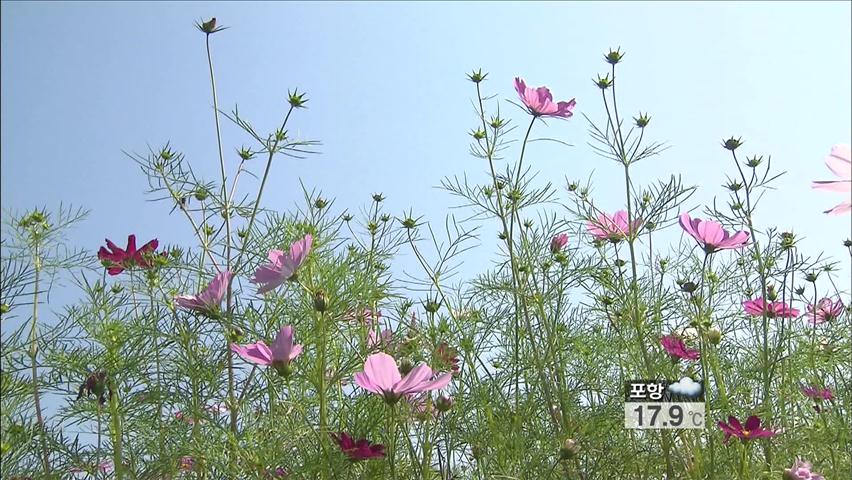 구리·고양 ‘가을꽃 축제’ 활짝…가을 정취 물씬