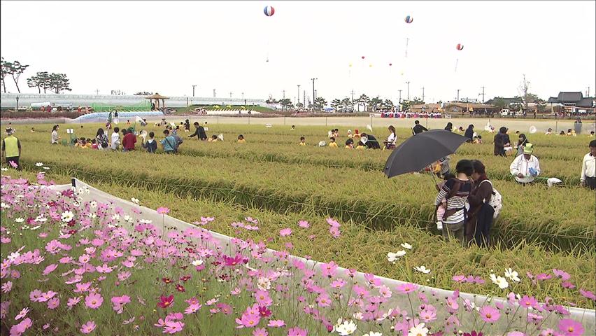 김제 황금빛 들녘 ‘지평선 축제’ 개막