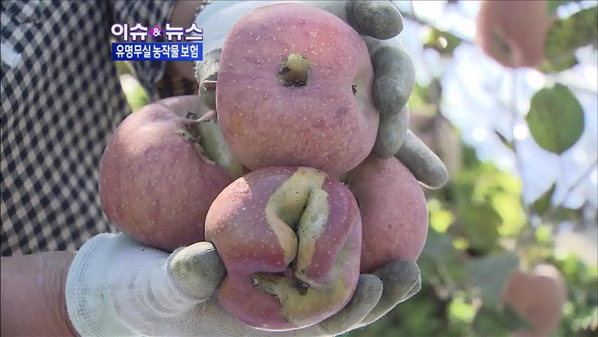 [이슈&뉴스] 누구를 위한 농작물 재해보험?
