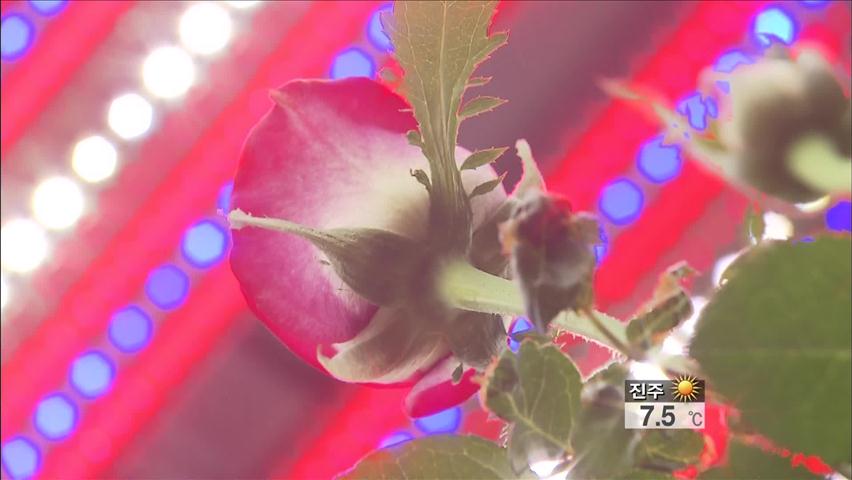 스마트 LED로 꽃 생산량 늘리는 재배법 개발