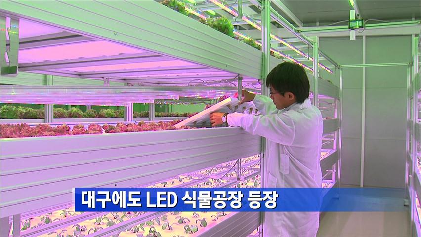 대구에도 LED 식물공장 등장