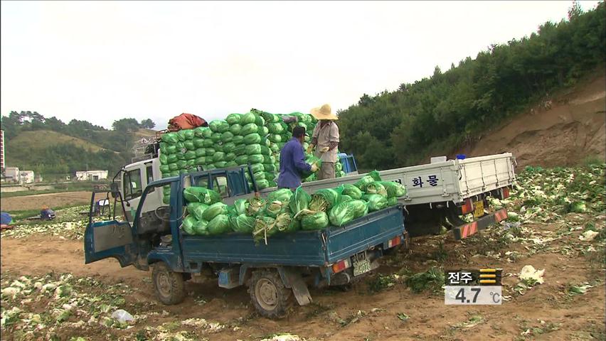 [생생경제] 배추·무 재배 면적 급감…김장 비상