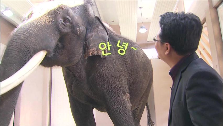 ‘말하는 코끼리’ 비밀은?
