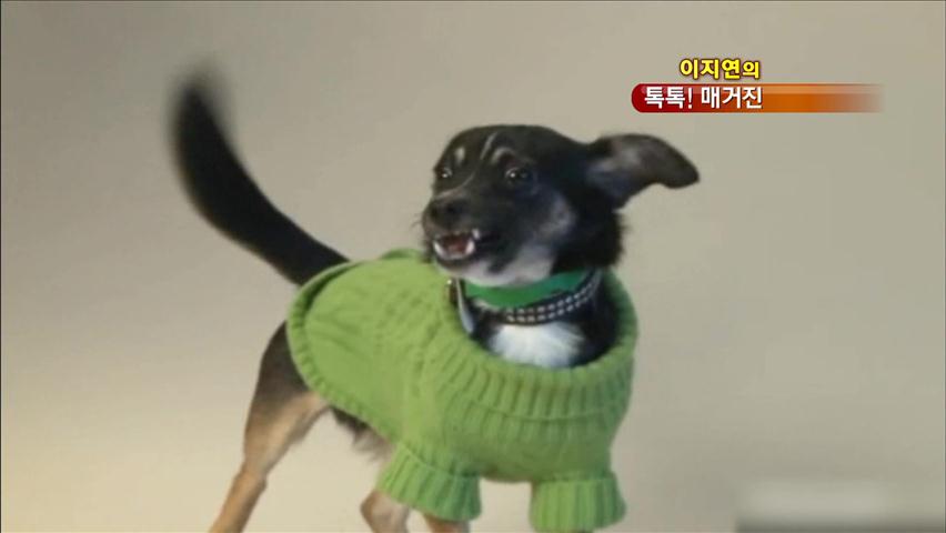 [톡톡! 매거진] 유기견들이 패션쇼에 선 까닭은? 外